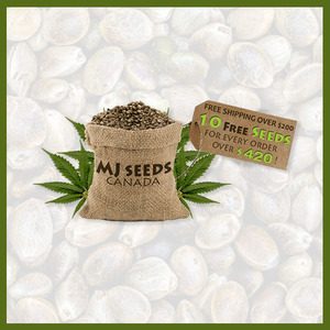 mj seeds canada - bnd