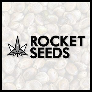 rocket seeds - bnd