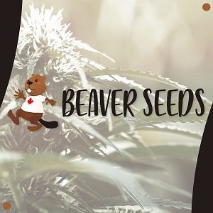 beaver seeds - modbee